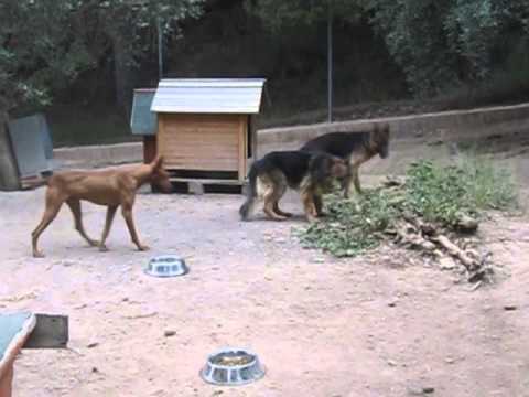 Ximo Merlon Vicenta Alfonsa