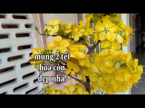 Mùng 2 tết hoa mai vẫn còn khoe sắc lắm chứ bộ!