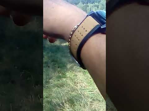 Oi de maramuris fericea