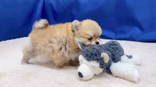 ハーフ犬の動画01