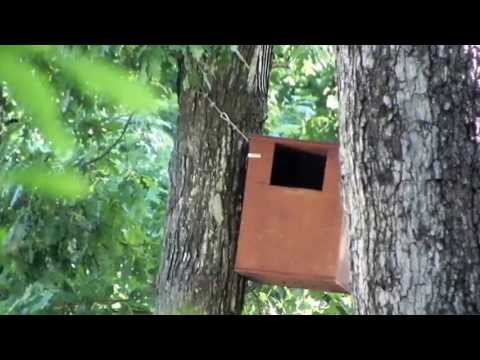 New Tenant in Barred Owl Nest Box