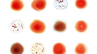 2.04   Not One Of Us