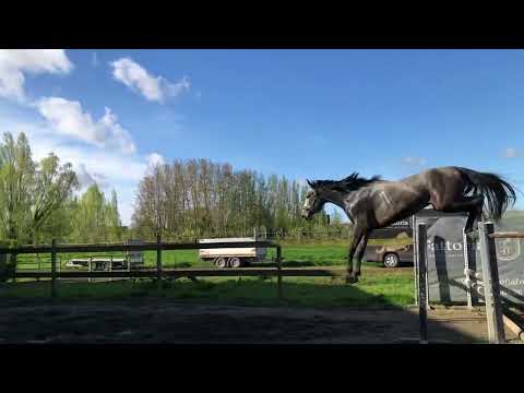 Victor van ‘t Laar 3 jarige hengst