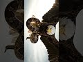 Tension In The Air Who Will Win Eagle Or Snake FightForLife PredatorVsPrey SkyShowdown