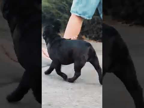 Perros Bulldog Francés en venta