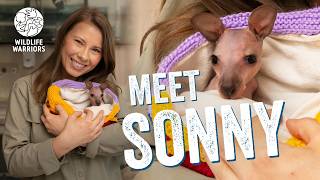 Bindi Irwin & Chandler Introduce You To Sonny | Australia Zoo Wildlife Hospital Patients