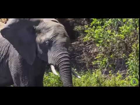 Crocodile Attacks Elephant at Watering Hole