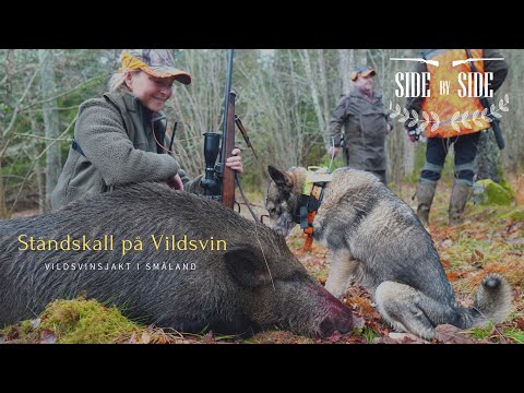 SideBySide - Ståndskall på vildsvin i Småland!