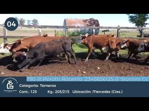 Lote Machos  - Mercedes Ctes