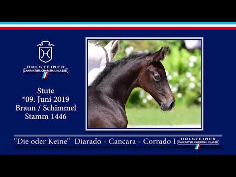 Holsteiner Elite-Fohlenauktion 2019 - Nr. 59 Die oder Keine v. Diarado-Cancara