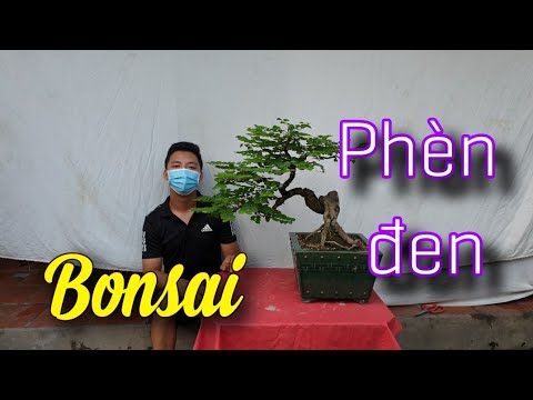 SH.5050. Unique and rare bonsai Black Alum tree.