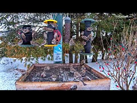 Redpoll Mania! Finch Frenzy At Ontario Feeders – April 21, 2022