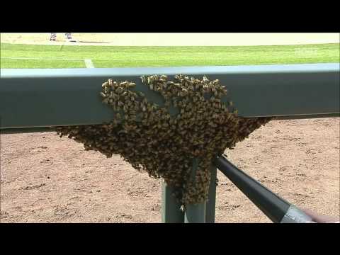 Bees Swarm the Rockies Dugout during MLB Game