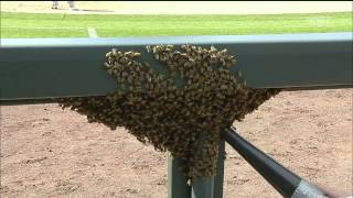 Bees Swarm the Rockies Dugout during MLB Game