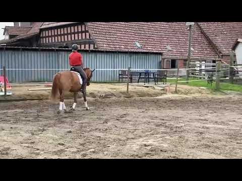 7j. Dt. Reitponystute von DornikB