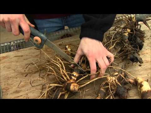 Dividing and Potting Stored Cannas