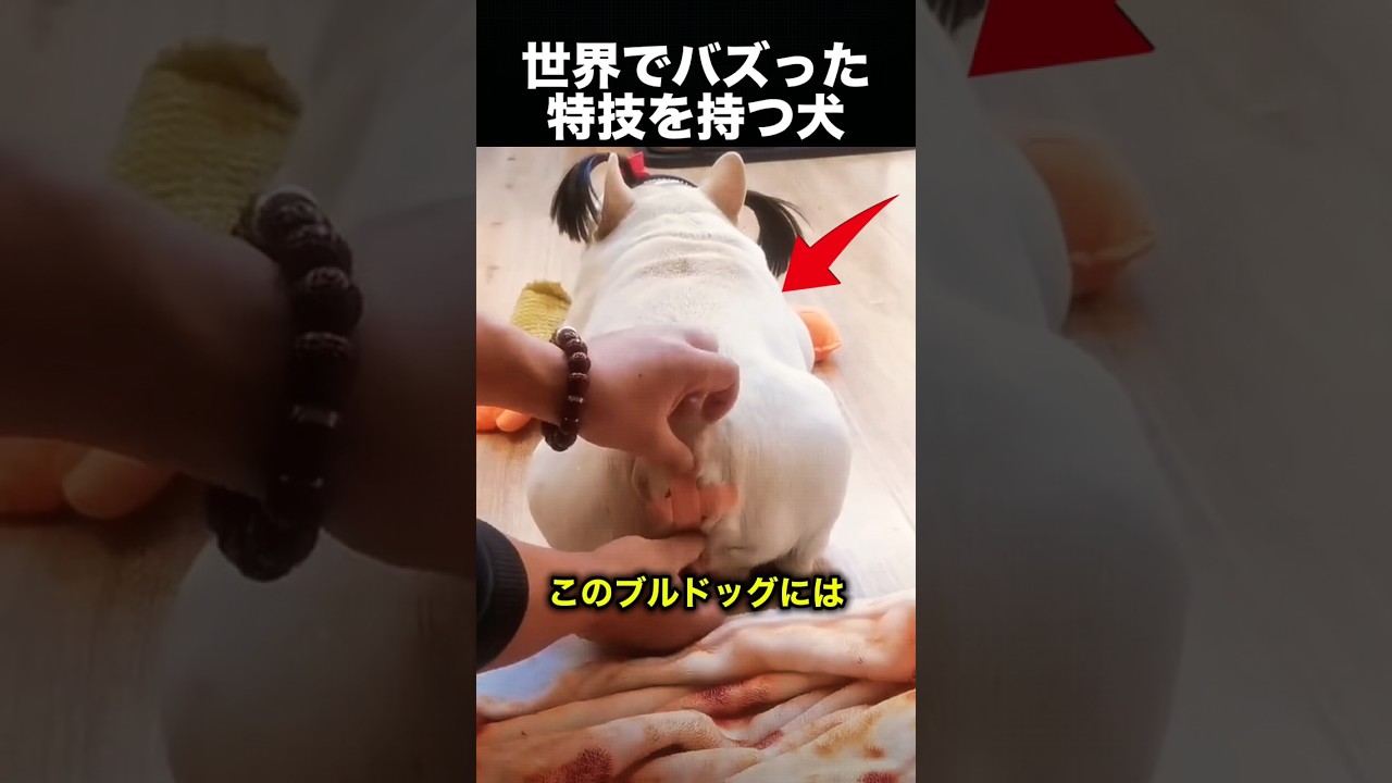 この犬、7分おきにヤバいことします！