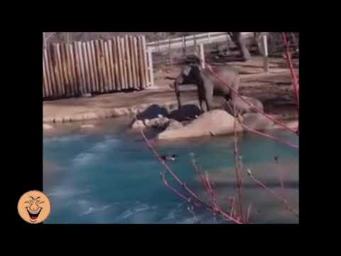 Слонёнок против гуся