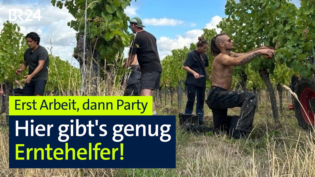 Weinlese, Putzen & Party: Für 'Wine and Travel' nach Deutschland I BR24 vor Ort