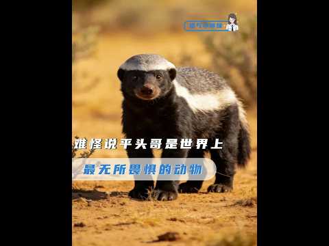 地表最狂平頭哥：蜜獾如何用生命貫徹「有仇當天就得報」的生存法則 #蜜獾 #平頭哥 #動物世界