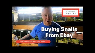 Buying Snails Online and Unboxing the Ramshorns Snails We Ordered