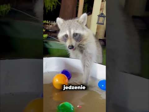 Dlaczego szopy piorą swoje jedzenie