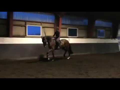 Rock Forever I x Sunny Boy