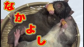 ファンシーラットの腕のガンが再発し再手術してから１ヵ月後の調子は！？