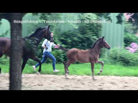 Hengstfohlen von Foundation