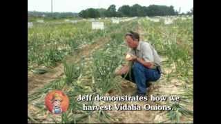 preview picture of video 'Vidalia Onion Harvesting'