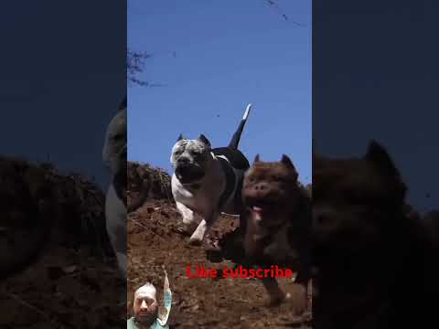 Icl###dangar top 4 doge lover###esa dog kane ne Dekha hoga ####dont mis end @@@like subscribe