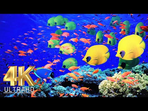4K Aquarium for Relaxation 🐠 Water Sound 🐠Relax Meditation Music 🐠