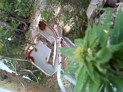 #weed #jamaica #worldcanabis