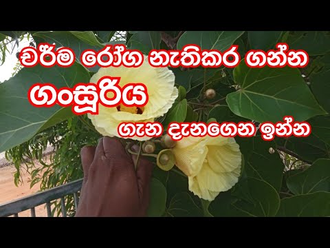 ගංසූරිය Gansuriya(Thespesia populnea) දැනගෙන හිටියද ගංසූරිය මෙච්චර ගුණයි කියලා #herbaltree #gansuriy