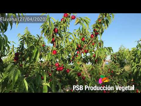 PSB FLAVANA | BETA FİDAN