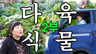 [나는농부다 337회 2부] 닭살 부부의 다육이 로맨스