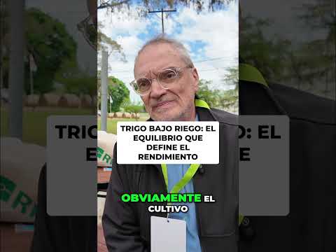 Riego y nitrógeno en trigo  la clave del rendimiento - Jorge Fraschina, INTA MARCOS JUÁREZ