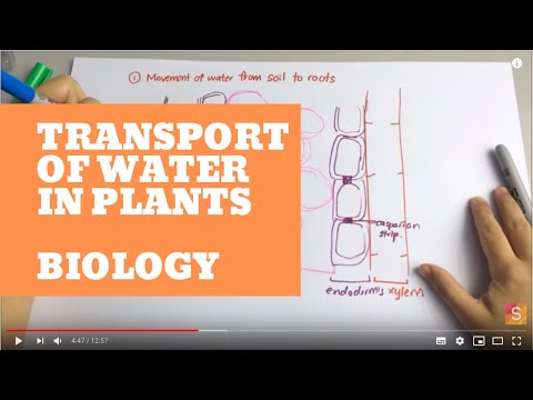 Biology - Transport of water in plant Video