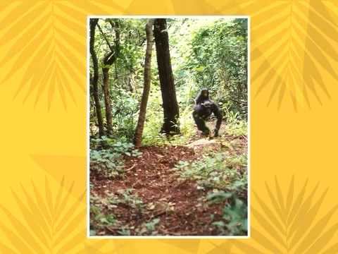 Release & Restitution Video by Project R&R, a campaign of NEAVS