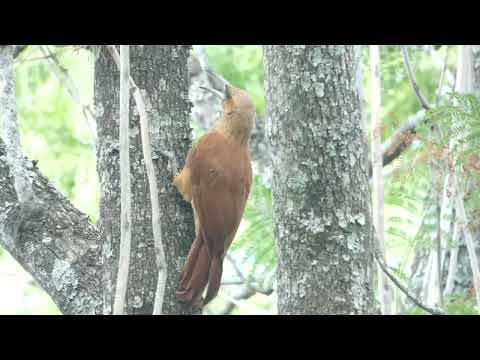 Great Rufous Woodcreeper, Xiphocolaptes major, Avia Terai, Chaco, Argentina, 8 Febr 2026