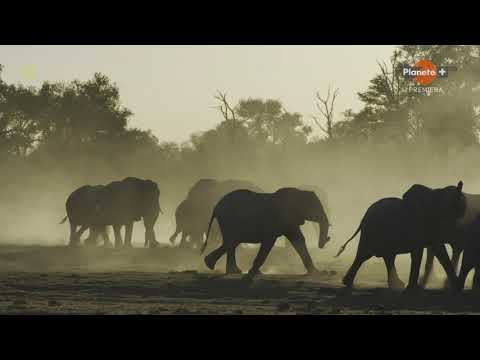 Okawango  życiodajna powódź-film dokumentalny lektor pl