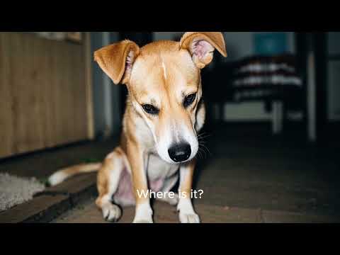 Dog Can’t Find His Bone – Cat’s Hiding It 😼🐶🦴