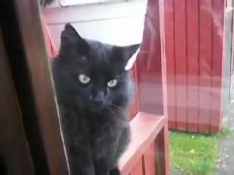 Black cat - Window