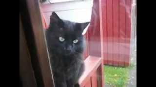 Black cat - Window