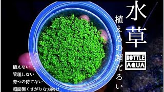 ずぼら人間が作るボトルアクアリウム【Nano tank Aquarium】