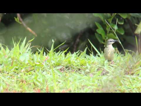 Red-legged Honeycreeper Cyanerpes cyaneus