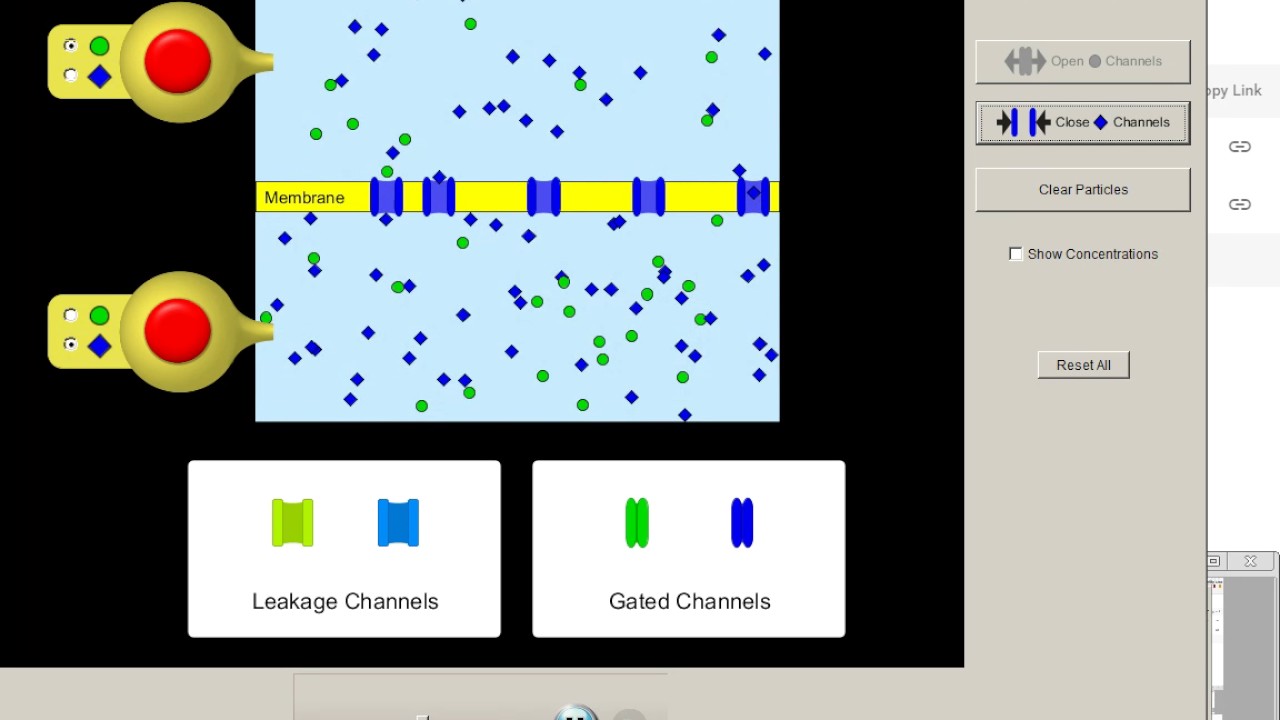 Part 2 Membrane Simulation