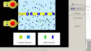Part 2 Membrane Simulation