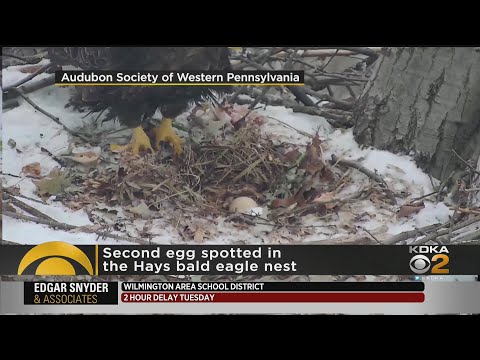 Second Egg Laid At Hays Bald Eagles' Nest