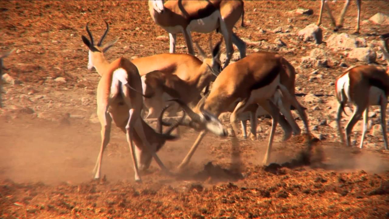 Namibia: Etosha Wasserloch (0:57)